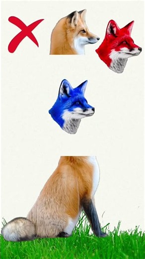 Blue vs Red Fox | Choose the Right Fox Challenge #shorts #viral