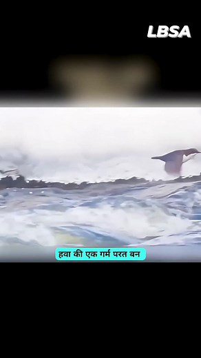 15K views · 171 reactions | Dipper: The bird that flies underwater! #lifeboatscienceacademy #knowledge #facts #science #short | Life Boat Science Academy | Facebook