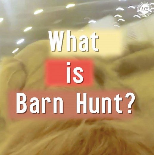 122K views · 1.3K reactions | Barn Hunt is a new and growing dog sport that is taking the country by storm. But what exactly is it? | American Kennel Club | Facebook