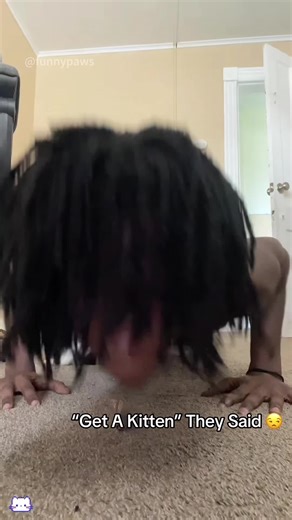 Dramatic Kitten Moments That Will Make You Laugh