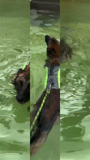 Taco's First Swimming Lesson