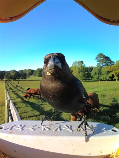 Cowbird & cows 🌳 | Birdbuddy