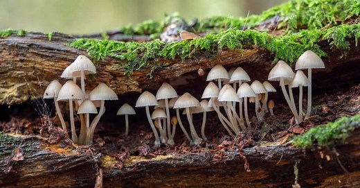 What Do Fungi Eat? The 3 Main Diets of Fungi