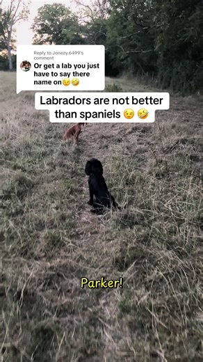 Replying to @Jonezy.6499 I won’t hear it 🤣❤️ #spaniel