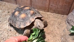 47K views · 664 reactions | WANTED: good homes for desert tortoises....