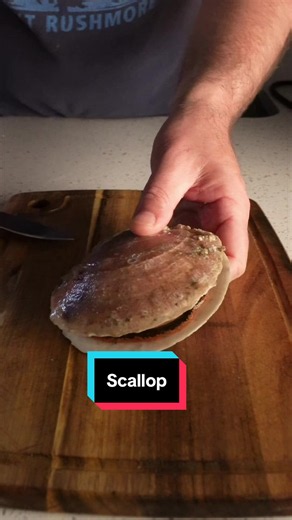 This Is What a Scallop Actually Looks Like #seafood #scallop