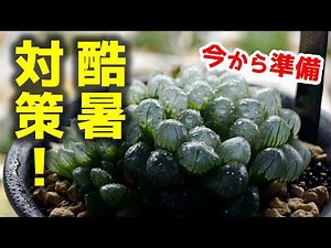 【初心者必見】酷暑対策はコレ！蒸れ・根腐れ対策の必須アイテムと室内栽培のコツ♪【多肉植物ハオルチア】
