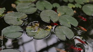 Top view of the koi fish swimming in a pond under a green lotus pad in a koi pond during daytime