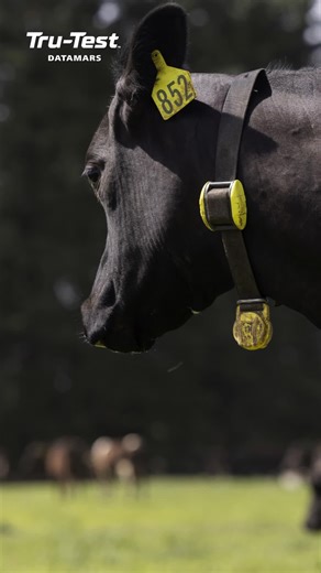 Turn everyday behaviour into insights Contact our TMs on our website! #TruTest #LivestockTech #LivestockWeighing #SmartFarming #CattleFarming #Traceability #CattleFarm #FarmingAustralia #AgTech #Datamars