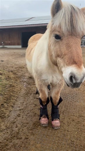 #hitaktivstall #reitsport #offenstall #pferdepflege #pferde #vitandar #gamaschen