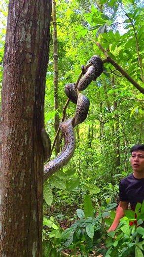 🌳 THIS PYTHON IS CLIMBING A TREE! (You Won’t Believe How High It Goes!) 🐍🌿 #PythonClimbing #Wildlife