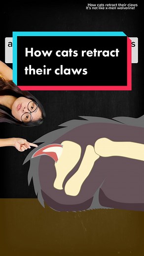 Understanding How Cats Retract Their Claws