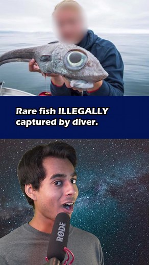 Capturing a Rare Fish: The Secret of Finding Nemo