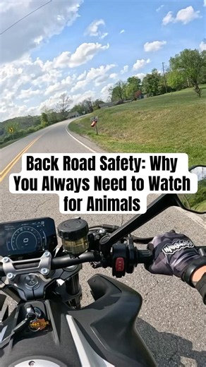 Back Road Safety: Why You Always Need to Watch for Animals