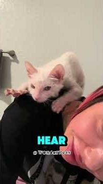 The Scariest Cat Breed Ever 😱 Real Werewolf Cat! #lykoi #funnycat #catdacts