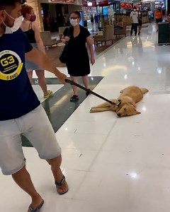 3.9M views · 28K reactions | These lazy pets are absolutely hilarious! 藍 | Tyla | Facebook