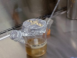 GST-His purification: A Two-step Affinity Purification Protocol Yielding Full-length Purified Proteins