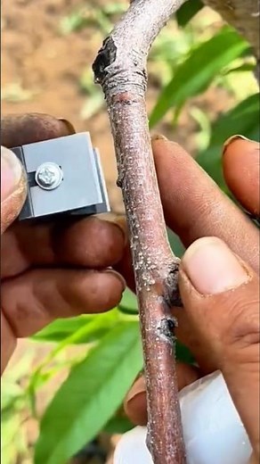 how to grow very fast any fruits grafting by this tricks #shorts #tricks #tips