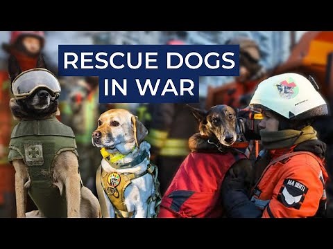 How search-and-rescue dogs help Ukrainian forces during the war. Ukraine in Flames #343