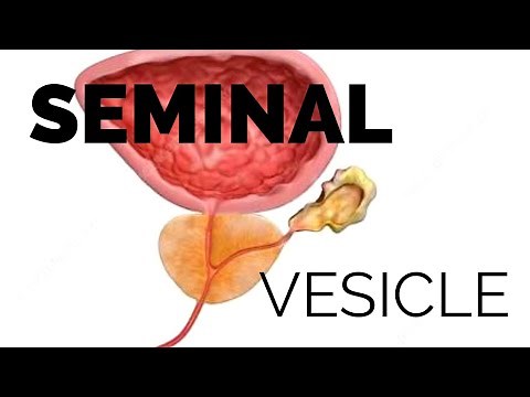Seminal vesicle ( structure, properties, composition and function)