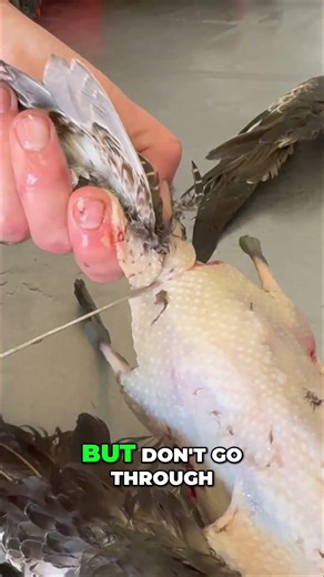 Removing Duck Tail! #ducks #wildlife #catchcleanandcook