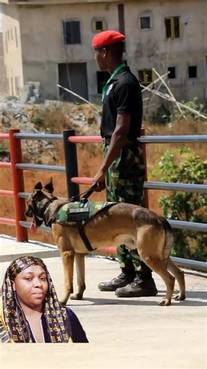 22K views · 1.4K reactions | Military k-9 dog officer ready for mission  | NK TV | Facebook