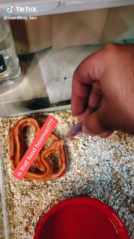 corn snek attack! #feeding #snake #gorillaz #oops