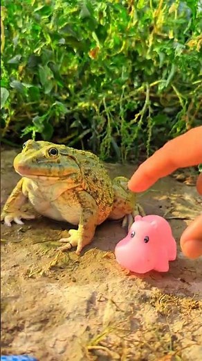 Catch a frog that makes you laugh | catch frog for funny smile and laugh | Animal laughter
