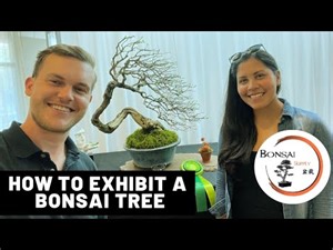 How to exhibit a tree in a bonsai show | The Bonsai Supply