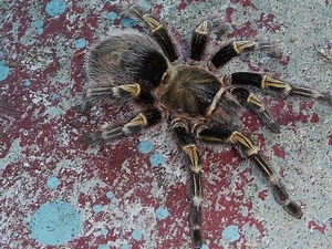 Grammostola pulchripes - Alchetron, The Free Social Encyclopedia