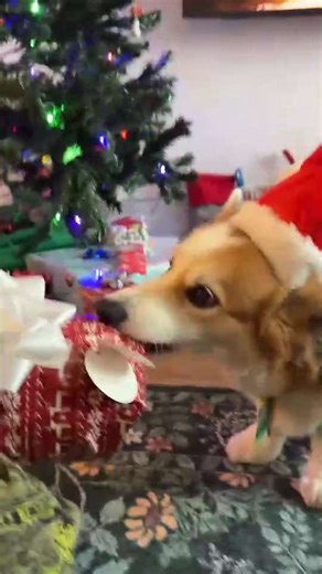 Our Corgi Christmas was a success! Thanks to all who joined us for our gift opening 😍 #christmas #corgi #merrychristmas