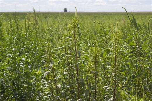 Palmer amaranth discovered in Adams County