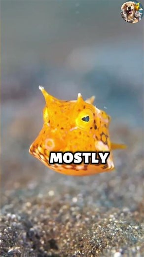 Did you know? #Amazing #boxfish