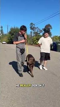 How To Stop 100lb Dog From Pulling