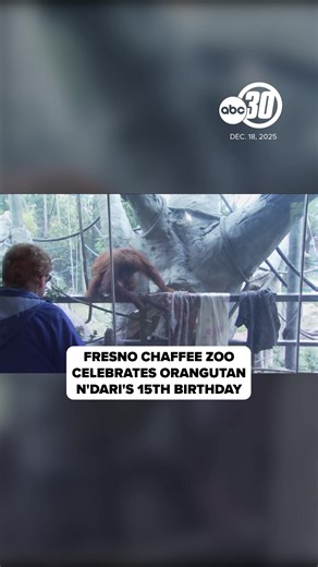 An animal at the Fresno Chaffee Zoo was treated to a big birthday celebration. The zoo's Orangutan named N'Dari turned 15 years old. Her care team made sure to give her a special surprise earlier today. It included a birthday party with her entire family and tasty treats throughout her habitat.