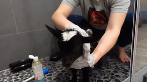 A fragile, infested baby goat rescued from a life-threatening state