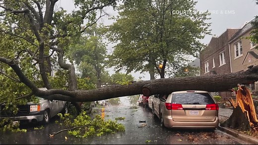 Falling trees: Here's how much wind it takes to knock over a tree