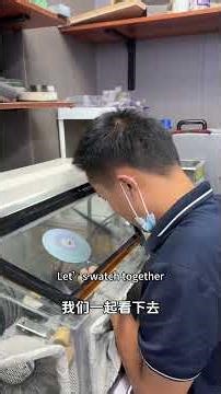 Tissot Le Locle Gold-Plated Fully Replate & Refurbish It Back to Factory Look 天梭力洛克系列 掉色怎么修复翻新的？