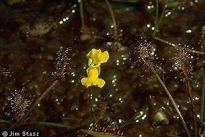 Utricularia geminiscapa - Alchetron, the free social encyclopedia