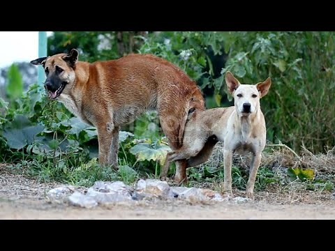 From Wolves to Working Dogs: How Selective Mating Shaped Modern Dog Breeds