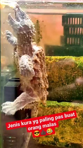 Alligator Snapping Turtle Fascinating Facts and Videos