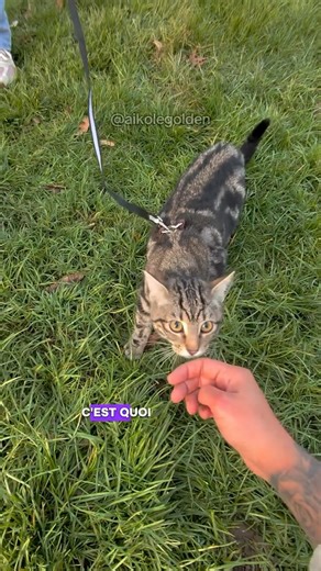 Aïko on Instagram: "Pour sa défense il n’y a qu’une lettre de différence entre viens et bien 😂🤦🏻‍♂️🐾 #golden #goldenretrievers #chiot #chien #goldenpuppy"