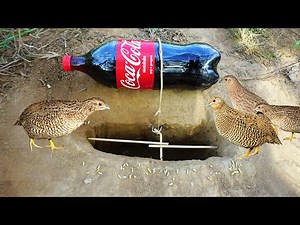 The First Creative DIY Bird Trap Using CocaCoca Bottle & Hole - How To Trap Bird Technology