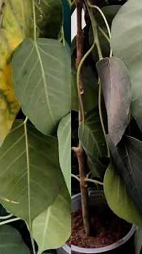 Grow a Sacred Fig Tree from Cuttings – Fast & Easy Propagation Method!"
