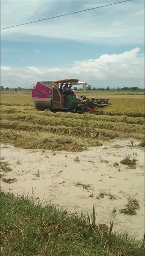 Rice Fields Uncut: The Machine Behind the Golden Harvest 🌾