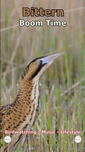 Bittern - Boom Time | Far Ings National Nature Reserve, Barton, UK Wildlife #shorts