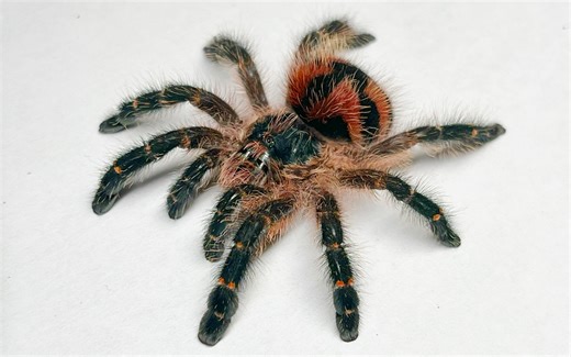 Typhochlaena sp Roposa 巴西巨人彩树交配