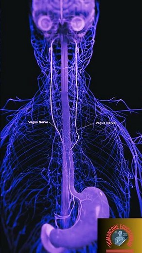Inside the Human Body 😳 Ultra Realistic 3D Anatomy Visualization