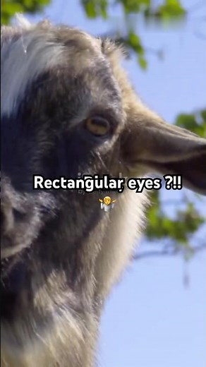 Goat Eyes: Nature's Rectangular Wonders! 👀 #goats #strangefacts #shorts