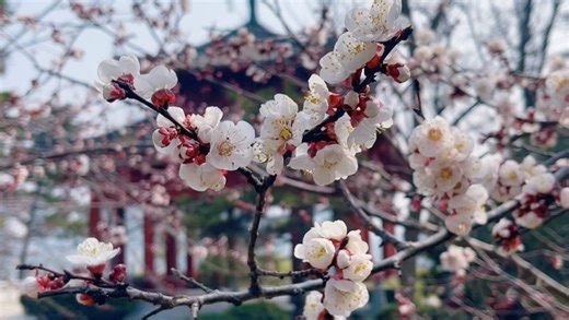 三月开封汴西湖，“满山杏花”即将全部盛开